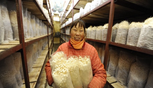 全国第二届食用菌工厂化会议促进江苏食用菌工厂化大发展