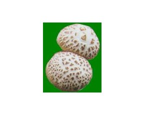 供应春栽香菇菌种，品种以9608  ，939