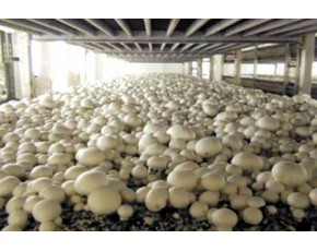 供应双孢菇、蟹味菇