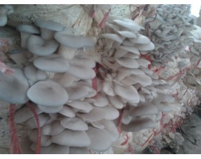高温平菇丨秀珍菇出菇菌棒