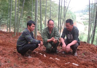 福建：順昌縣林下栽培竹蓀不砍樹亦致富