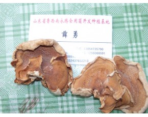 食用菌榆耳基地批发，永腾榆耳基地，薛勇榆耳零售