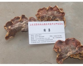 批发山东食用菌干货榆耳干品，永腾榆耳基地