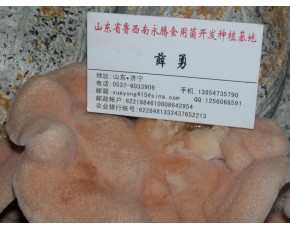 【单片榆耳批发】食用菌榆耳价格永腾榆耳基地