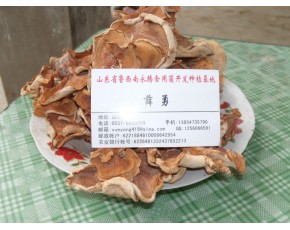 食用菌干品榆耳供应，珍惜食用菌种极品单片榆耳