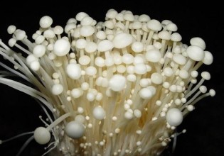 多吃金針菇增強抵抗力