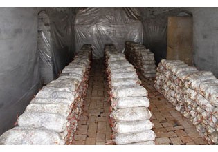 山西省吕梁市离石区废弃窑洞再利用发展食用菌