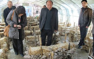 安徽丁伦保：“点草成菇”把稻草变成宝