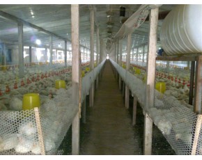 专业建设各种保温养殖舍及各种种植棚，利源公司最佳选择