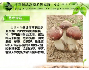 思壮赤菇——蘑菇