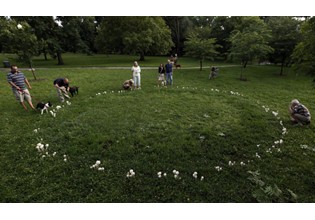 美国：公园蘑菇出现奇异景象吸引游人观看