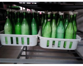 早秋高产平菇原种