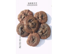 迦缘灵芝