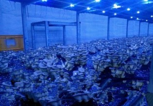 韩国：长兴郡大力推广LED灯栽培蘑菇技术
