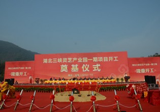 湖北：三峽靈芝產業園盛大開幕遠安食用菌產業步入快車道