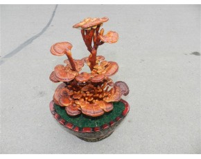 活体嫁接灵芝盆景