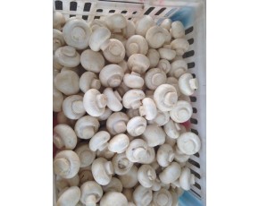 市销双孢菇
