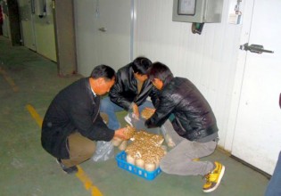 上海：奉賢區食用菌產品抽樣檢測合格率100%