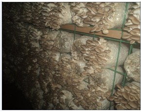供应高温秀珍菇栽培种，指导防空洞