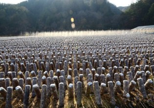 安徽：漸漸走向全國各地的五河桑枝木耳
