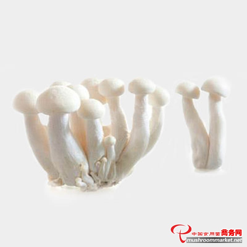 炸海鲜菇