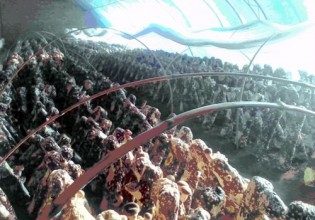 新疆：哈密市天山乡反季节食用菌栽培项目获得成功