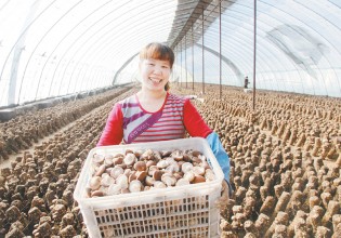 内蒙古：节前乌海市新鲜蘑菇大量上市