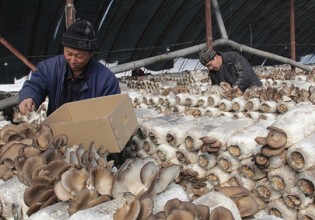 黑龍江：元宵將至 海林市反季節(jié)平菇新鮮上市