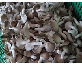 秀珍菇、金针菇菌种