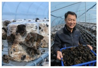 韩国：黑木耳液体菌种培养技术成功得到改良