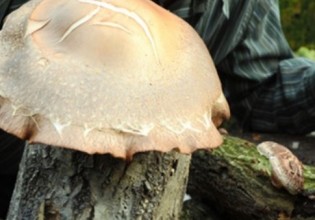 日本：名古屋爱知县蘑菇基地种出直径达25厘米的巨型香菇