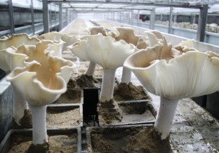 江苏：食用菌新品种熊掌菇新鲜上市 经济效益可观