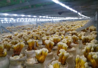 河南：世紀香食用菌公司工廠化靈芝順利出菇