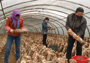 河北：承德平泉县正在进行立式香菇栽植