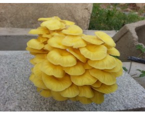 榆黄菇