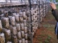 随州建新食用菌技术培训