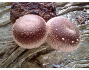 香菇菌种、菌棒