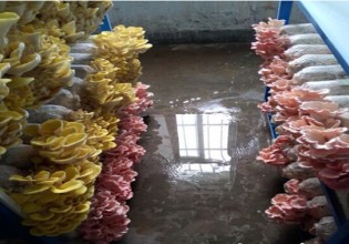 陜西：商洛市引進(jìn)紅平菇和榆黃蘑并試栽成功