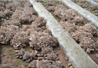 河北：迁西栗蘑进入采收季 可日产鲜蘑5000斤