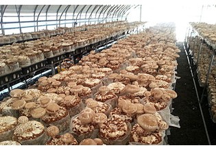 韓國：忠南道建成國內第一家生態型香菇種植基地