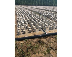 木耳菌种、菌棒、。原种