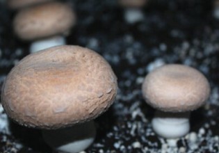 河南：高端食用菌“褐蘑菇”在洛阳隆重上市