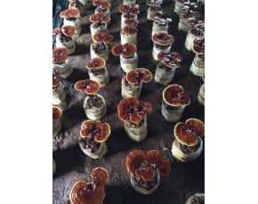 香菇菌种、菌棒、原种