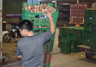 江西：南昌深圳农批市场日食用菌鲜品经销量约一百吨