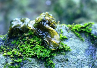 快讯：“地皮菇”不属于食用菌类而是菌藻结合体