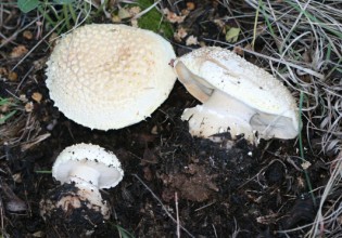 美国：柯林斯堡发现蘑菇新品种 外形类似鳄鱼皮