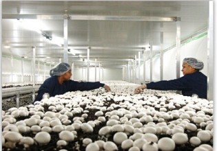 美国：有机蘑菇销量正日益增长 市场前景广阔