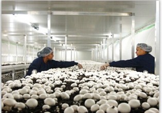 美國：有機蘑菇銷量正日益增長 市場前景廣闊