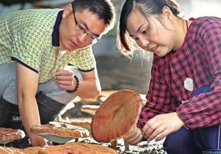 浙江：奉化發展生態化椴木靈芝助農增收