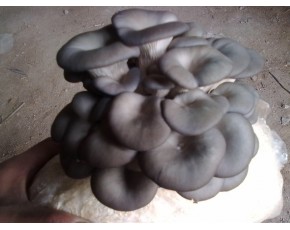 黑平菌种，菌棒，原种